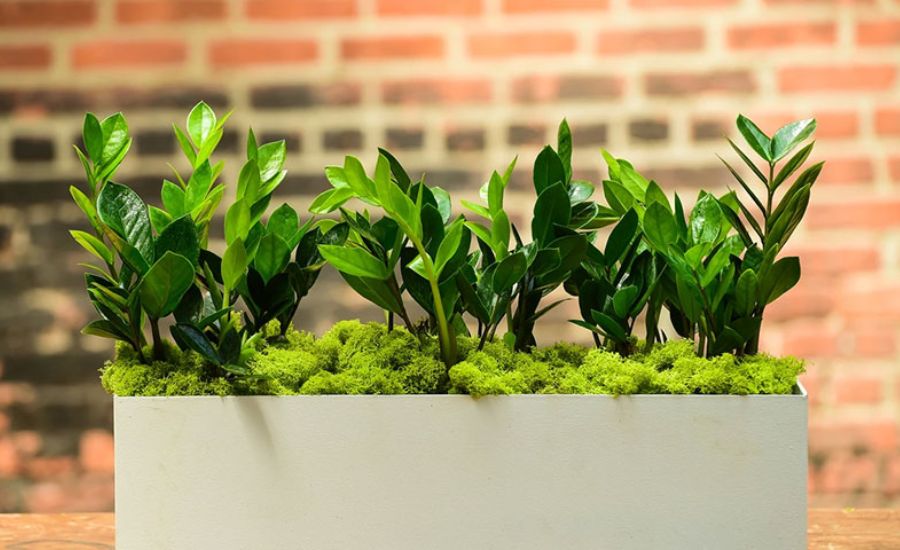 Cây kim tiền phong thuỷ